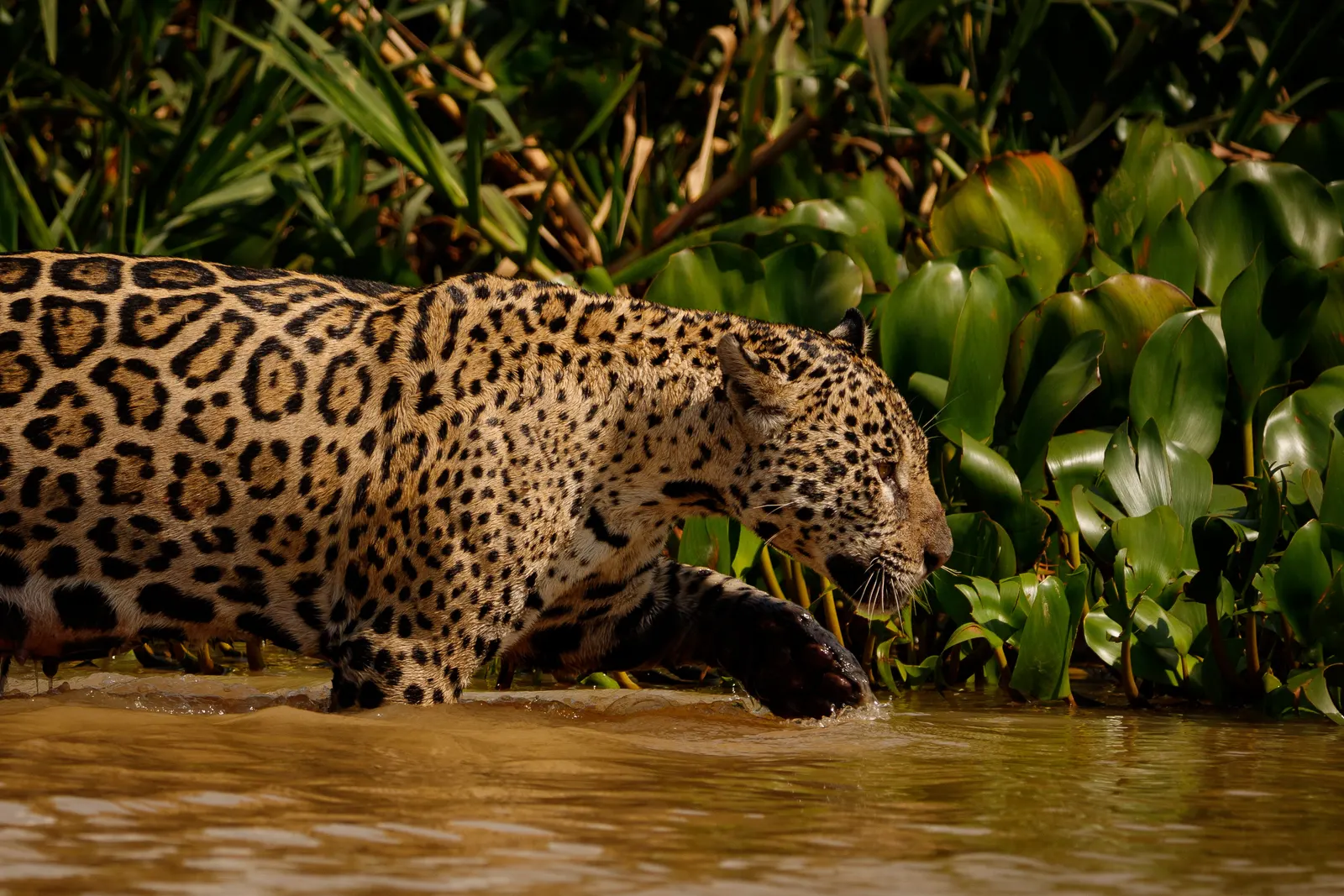 Onça-pintada entrando na água à beira do rio, entre aguapés