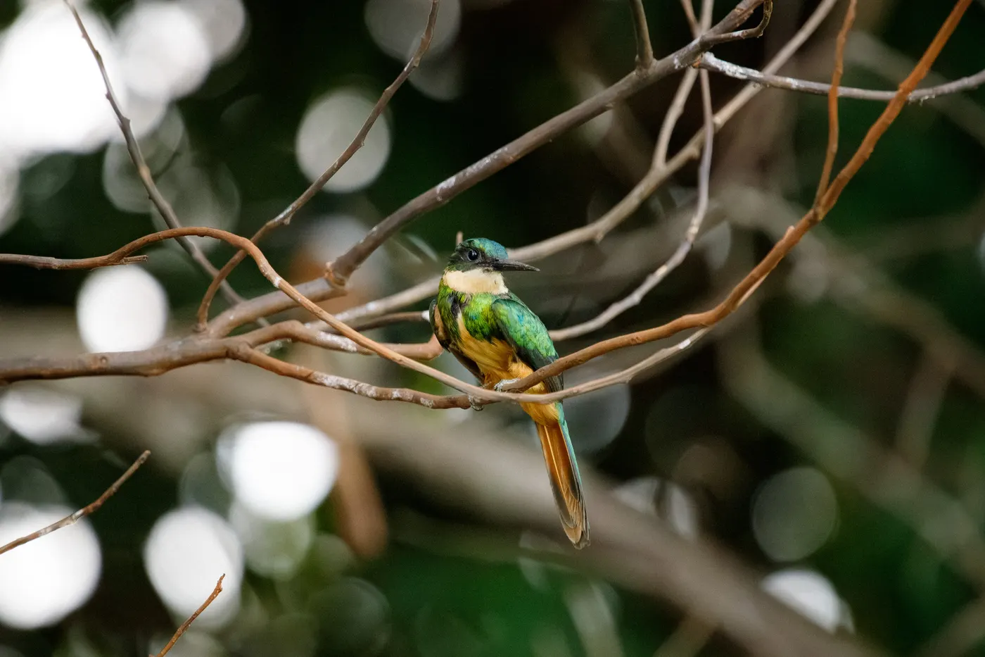 Ariramba de bico amarelo pousada em um galho