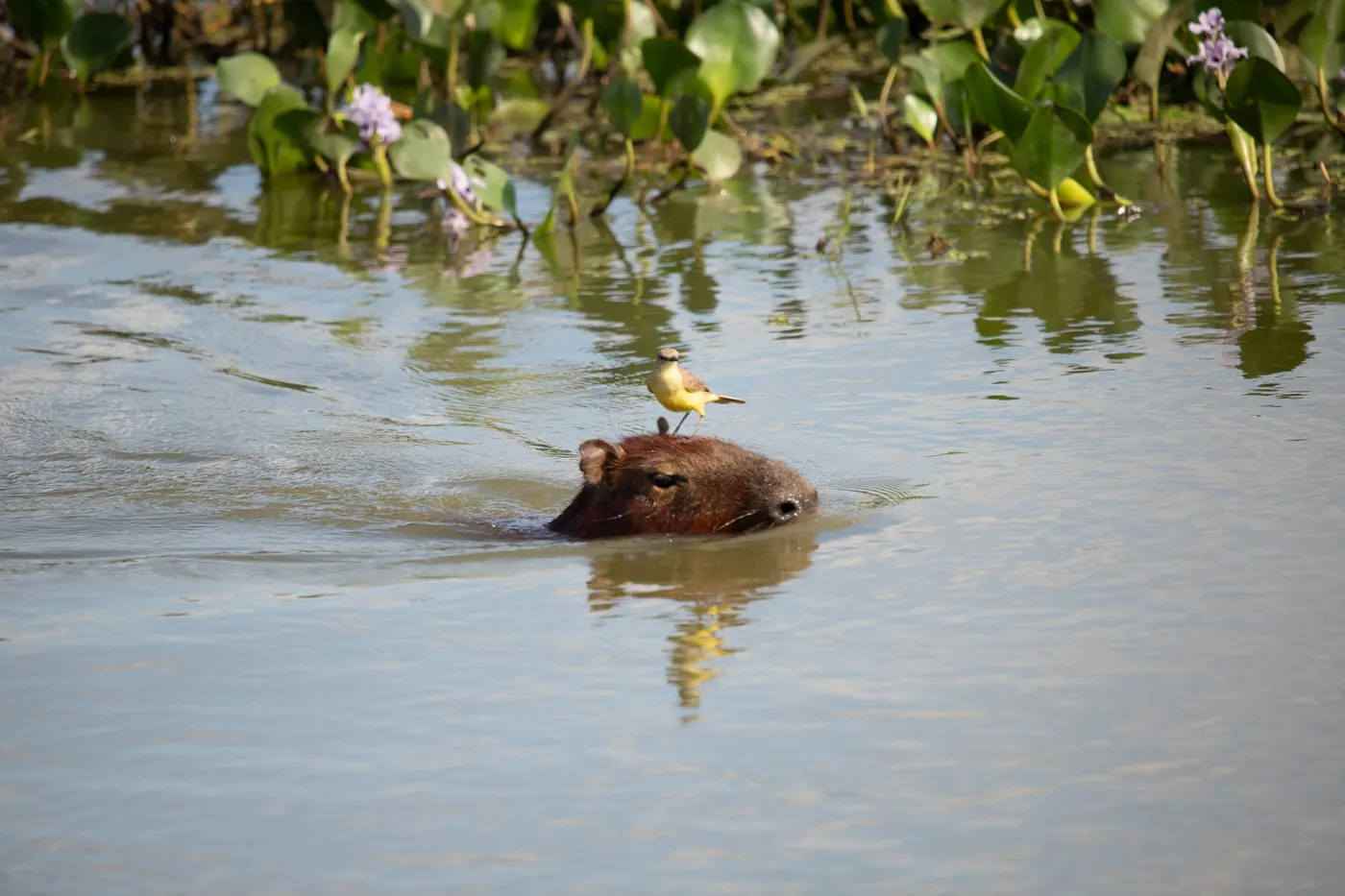 Capivara nadando com um pássaro pousado na cabeça
