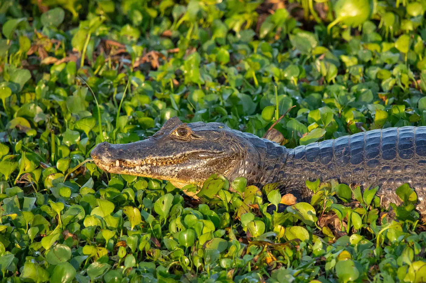 Jacaré-do-pantanal
