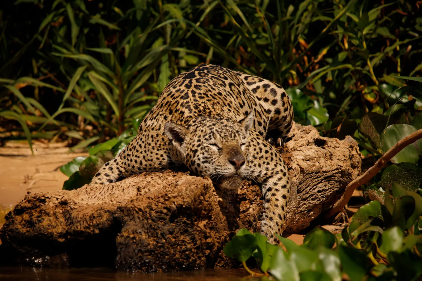 Onça-pintada descansando sobre um tronco à beira d'água