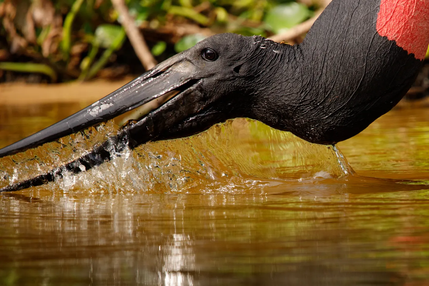 Tuiuiú pescando, com o bico mergulhado na água